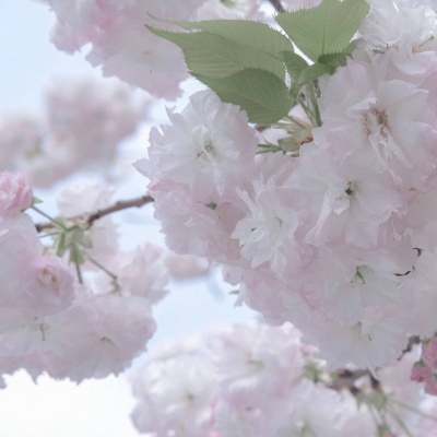 清河福瑞交流群